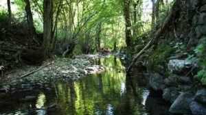 Nature gite des libellules