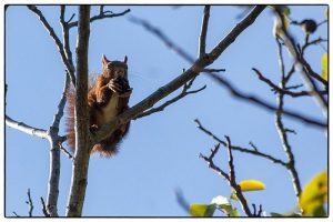 ecureuil-avec-sa-noix
