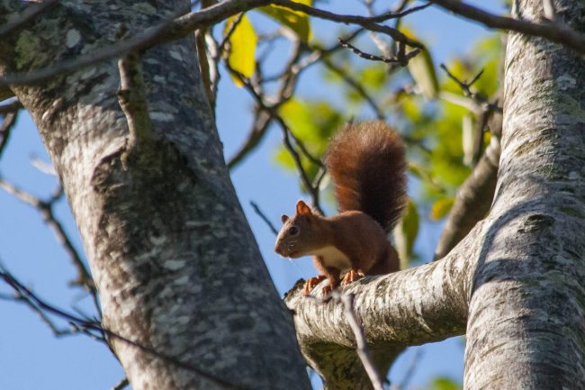 ecureuil-sur-une-branche-r- ecureuil-sur-une-branche-r-